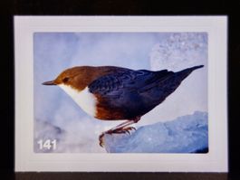 MIGROS MANIA Nature Detectives Nr. 141