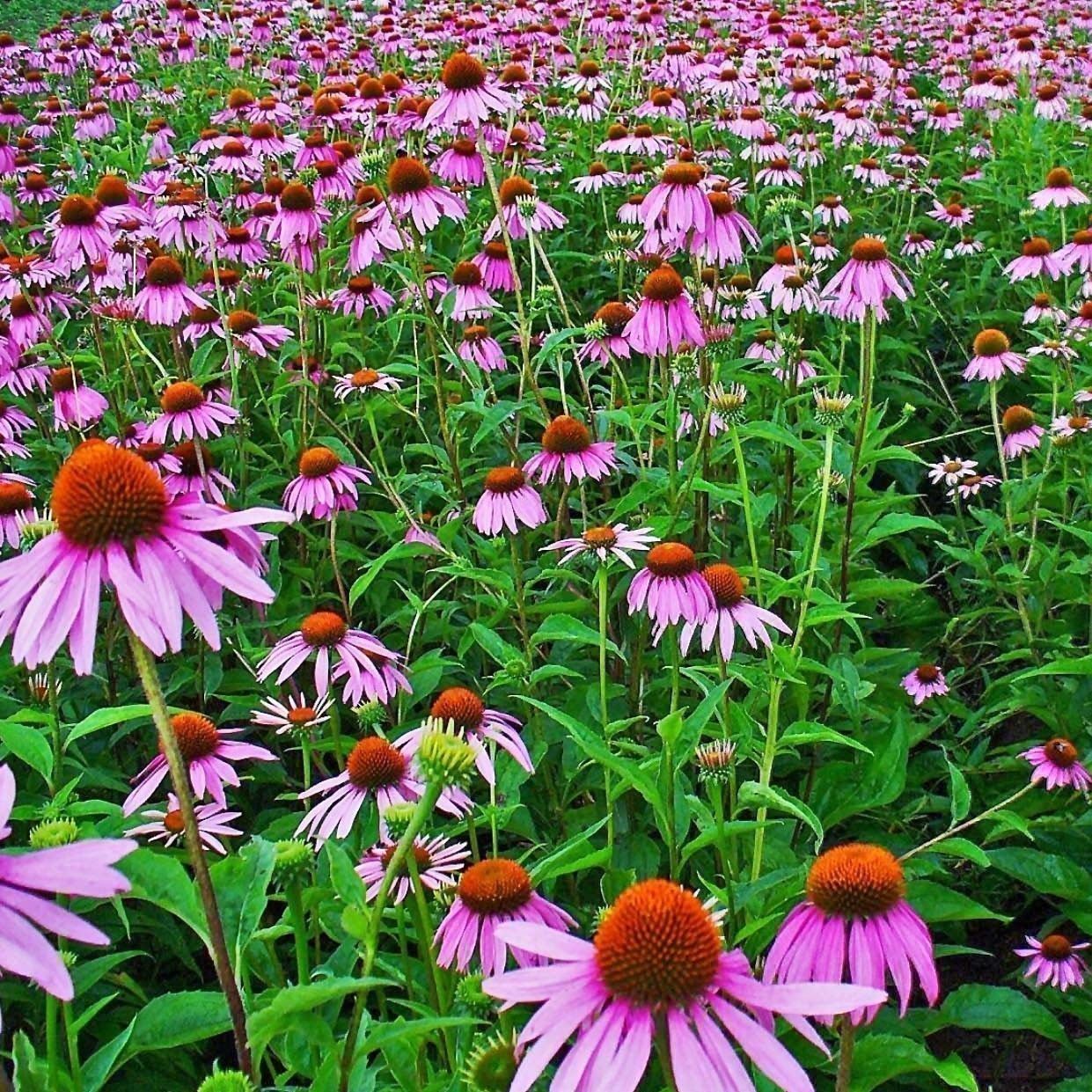 Pflanzen & Samen: Echinacea Purpurea 15g – Neu (gemäss Beschreibung) aus Bremblens von FIBONACCI369 1