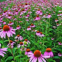 Echinacea Purpurea 2 PLANTS