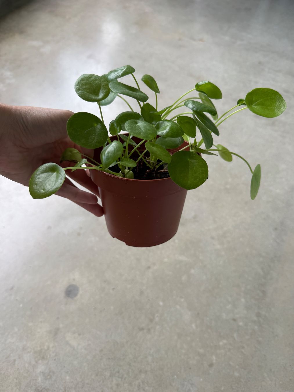 Piante & sementi: Pilea Pflanze – Usato da Bern venduto da Wil.Wayne 2