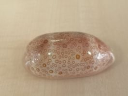 Talparia Argus natürliche Muschel seltene Muscheln Cebu 61mm