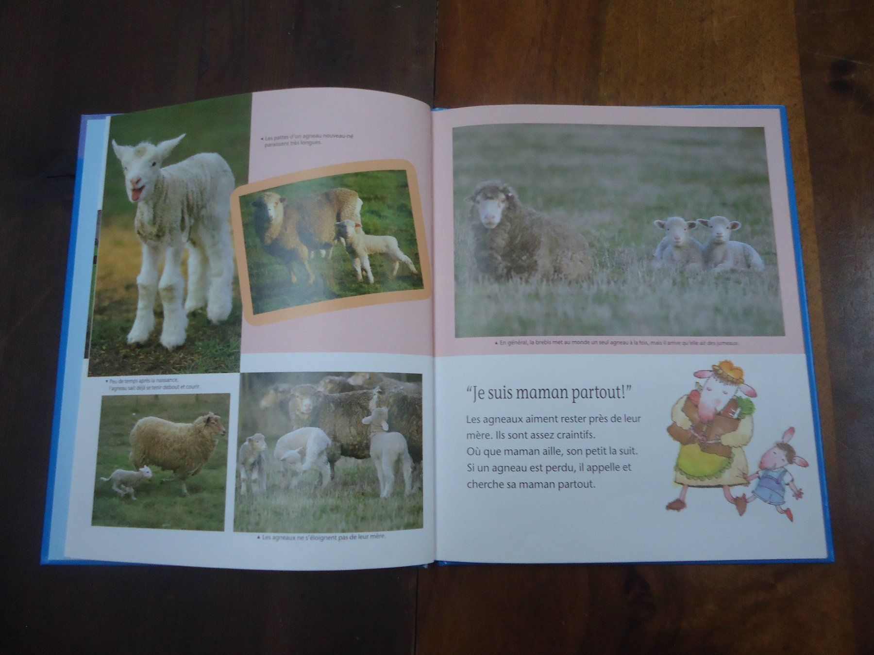 Bücher: Le mouton – Gebraucht aus Vessy von mafabe 3