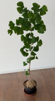 Ginkgo Biloba Baum, Herbstfarben-Highlight, für Garten & ...