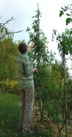 Pflanzen & Samen: Tomate Berao  ARBRE TOMATE +4 mètres 10g – Neu (gemäss Beschreibung) aus Bremblens von FIBONACCI369 1