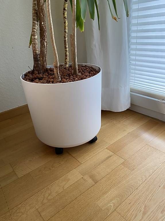 Piante & sementi: Palmen mit Topf – Usato da Zürich venduto da emw_cpq8 2