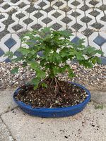 Bonsai Acer Feldahorn mit blauer Bonsaischale