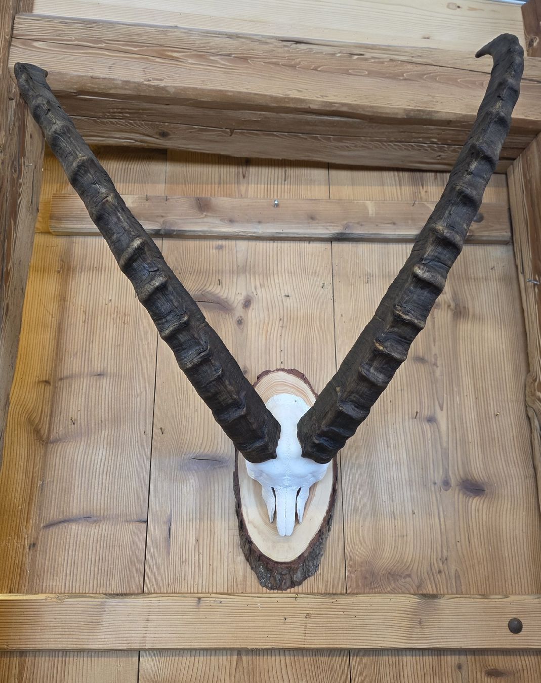 Welt der Tiere: Steinbock Trophäe  – Gebraucht aus Urnäsch von Rothirsch1954
