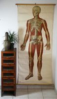 Schulwandbild "Skelett" 184  cm x 89 cm