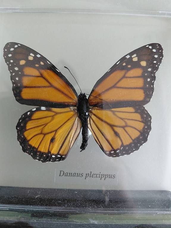 Il mondo degli animali: Schmetterling Monarchfalter – Usato da Dietikon venduto da Chadascha 1