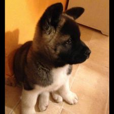 Profile image of Akita10