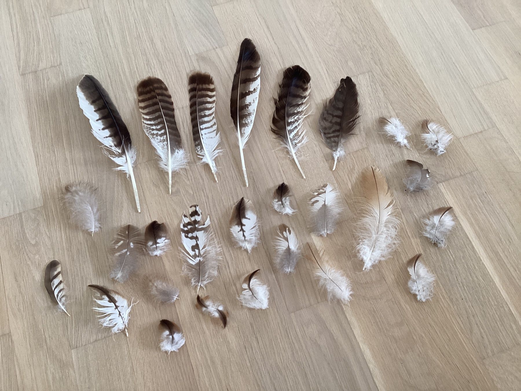 Welt der Tiere: Rotmilan und Mäusebussard Federn 5 – Gebraucht aus Flawil von Barschfreak