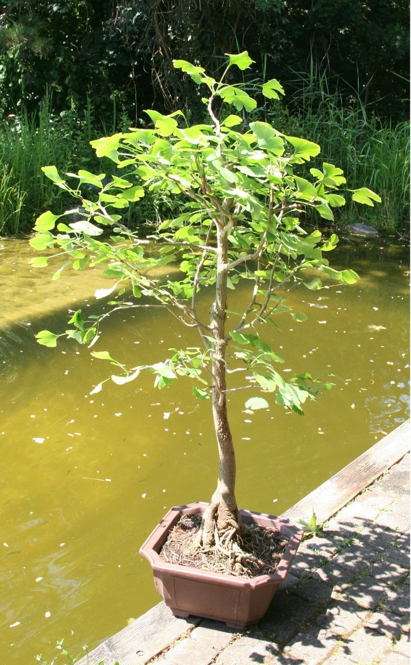 Pflanzen & Samen: Grosser Ginkgo-Bonsai – Gebraucht aus Gretzenbach von Sikim 1