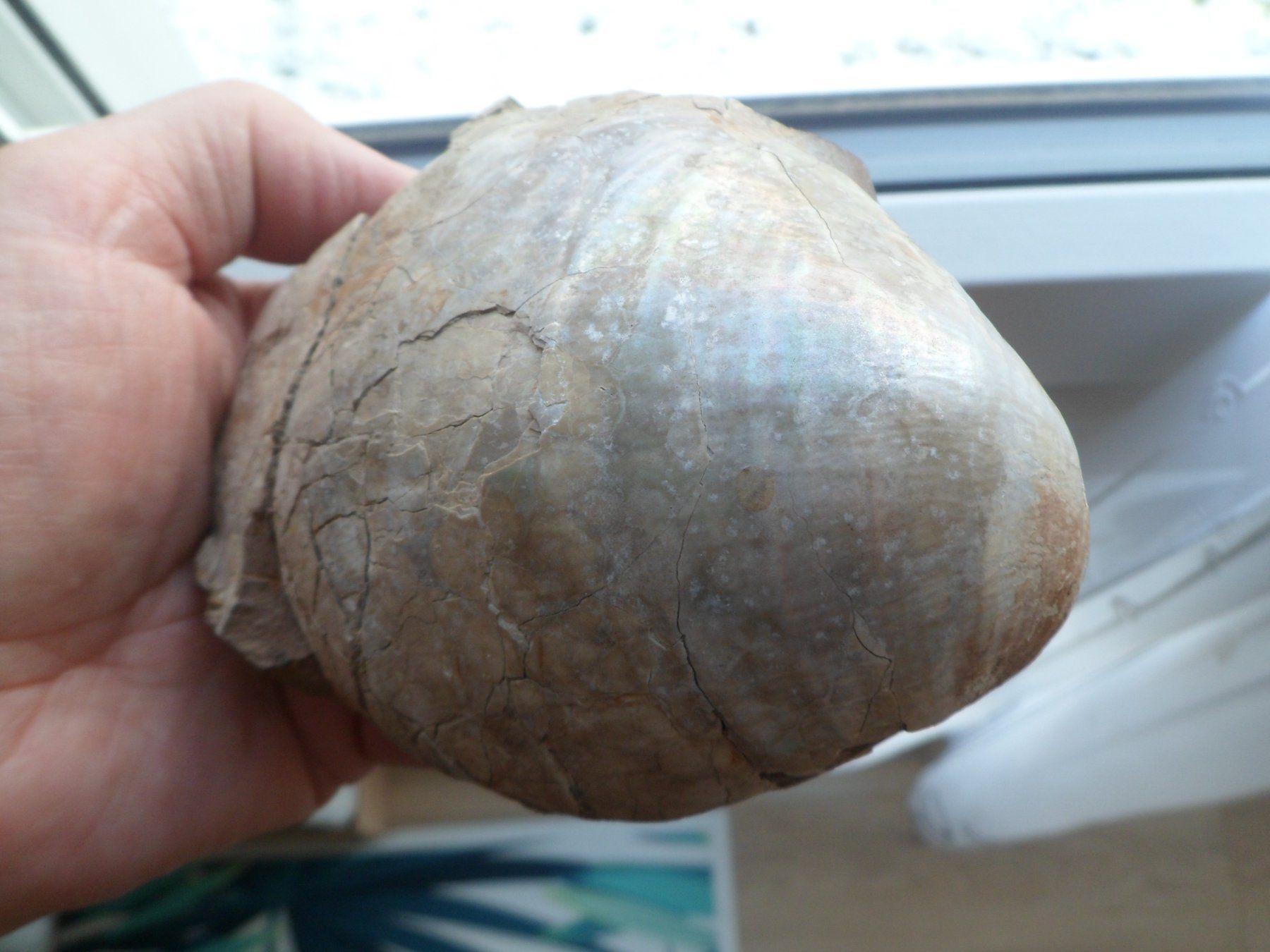 Fossilien: Fossile Muschel 730 Gramm. – Gebraucht aus Affoltern am Albis von Fossil60 4