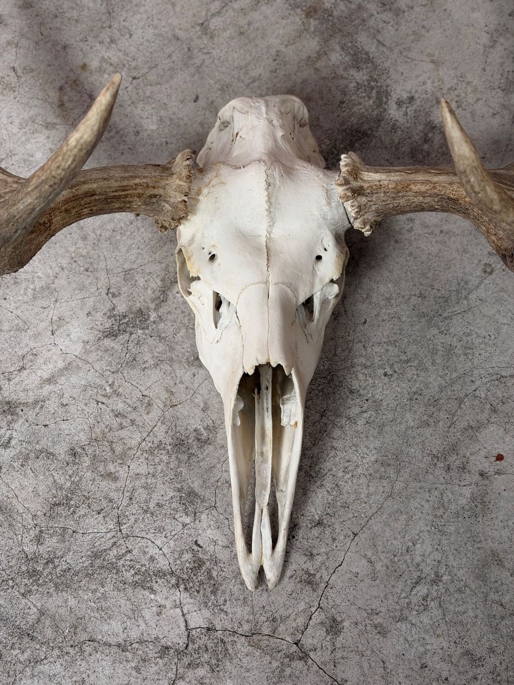 Il mondo degli animali: Wunderschönes Elch Geweih - Eyecatcher – Usato da Küsnacht ZH venduto da Icon21 3