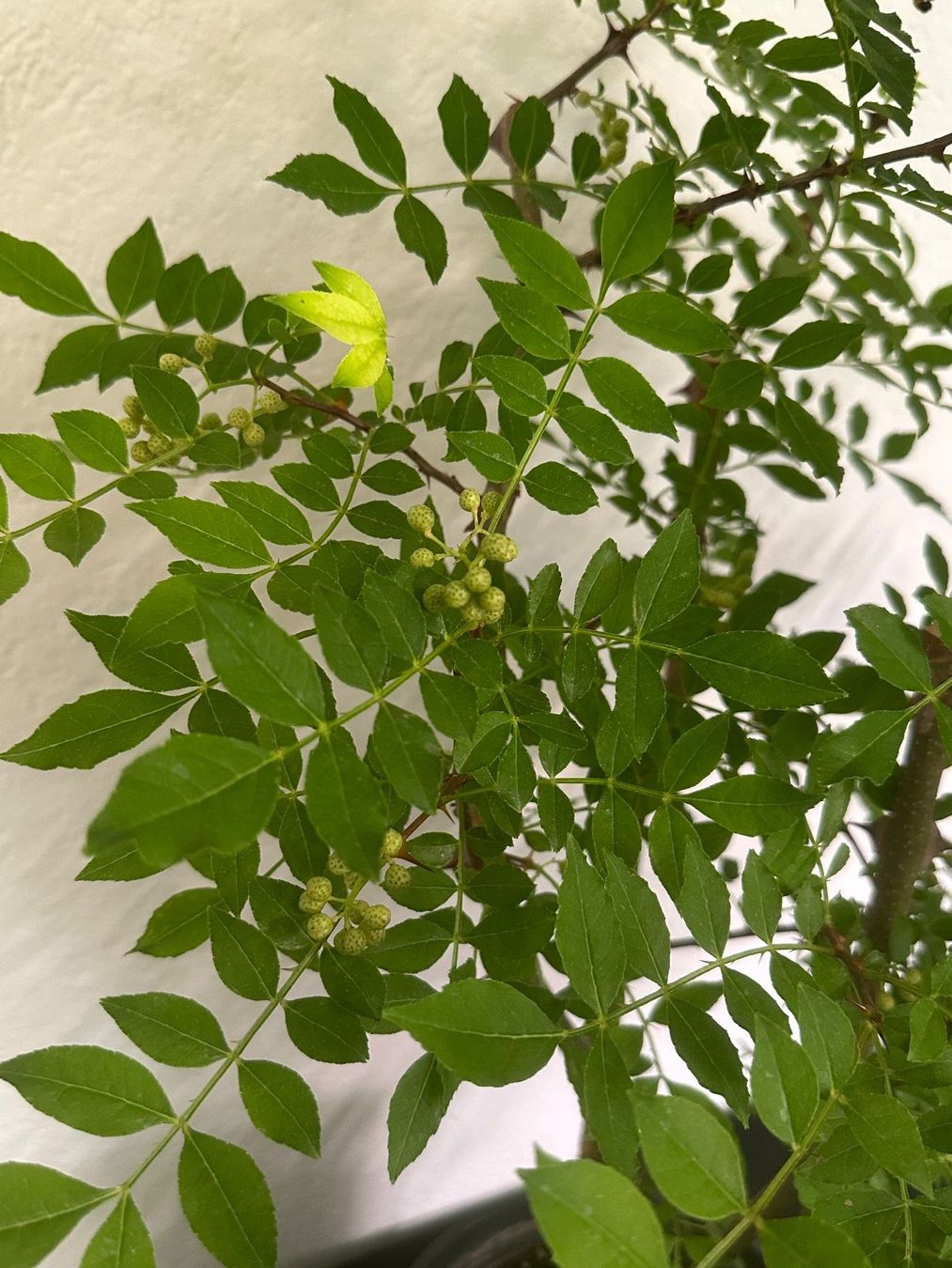 Pflanzen & Samen: Szechuanpfeffer Americanum – Gebraucht aus Reinach BL von Kleinzoo05 4