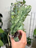 Hoya undulata silver 🦄✨