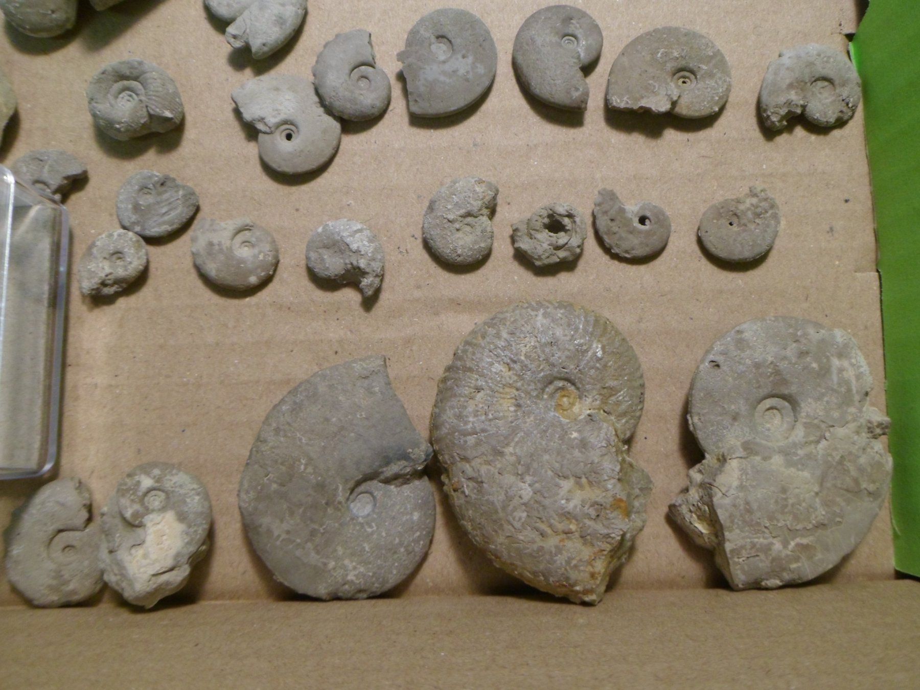 Fossili: Fossilien Sammlung Schweiz – Usato da Affoltern am Albis venduto da Fossil60 5