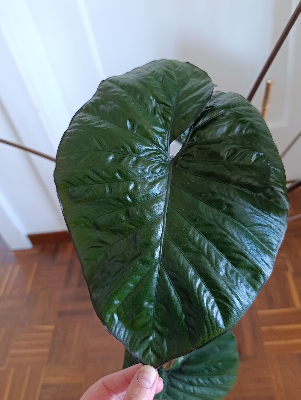 Piante & sementi: Alocasia Serendipity pink variegata – Usato da Baar venduto da L.isa28 2