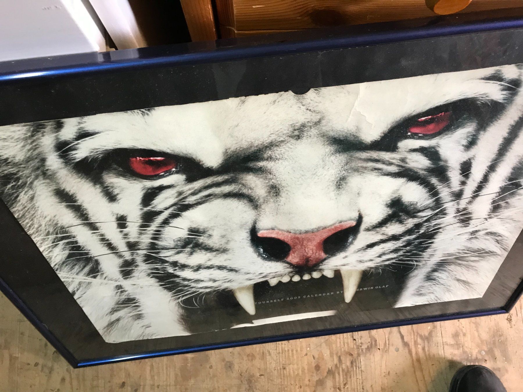 Foto & Immagini: Plakat Bild Tiger ! – Usato da Wil/SG venduto da Andyshop 2
