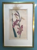 Kupferstich T.Curtis Botanical Magazine, Blatt 719 von 1804