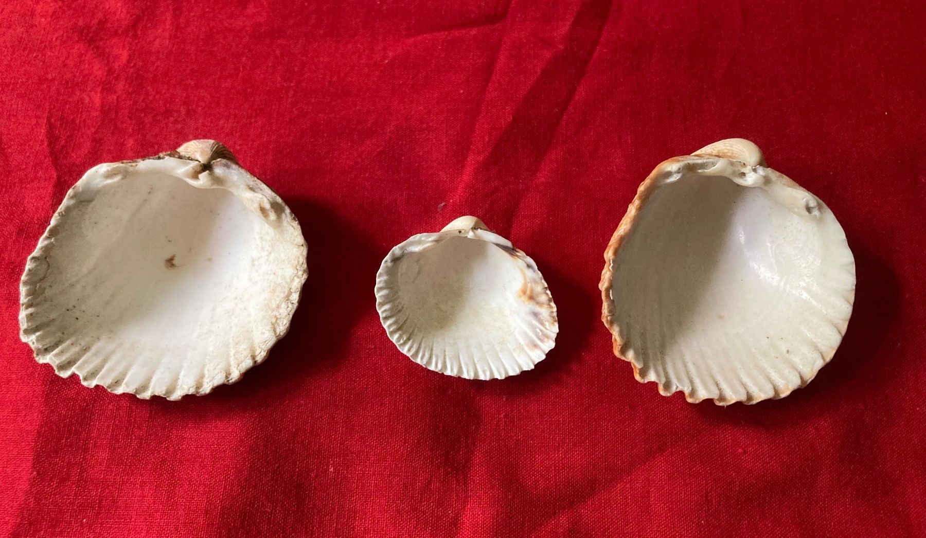 Fossili: 3 kleine Muscheln – Usato da Zürich venduto da Gustavo_Bianco 5