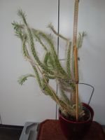 Kaktus
