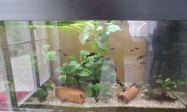 Aquarium mit Möbel und Fischen 250 L und Zubehör
