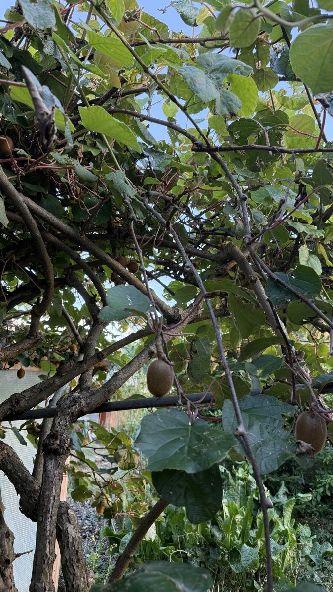 Pflanzen & Samen: Kiwibaum – Gebraucht aus Root von Jana_Ma 1