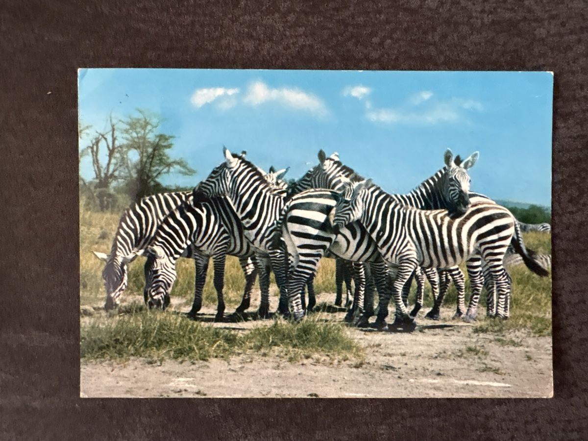 Ansichtskarten: Carte postale Kenya zèbres état neuf – Gebraucht aus Carouge GE von irma016