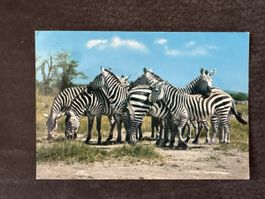 Carte postale Kenya zèbres état neuf