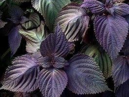 SHISO ROUGE ! ( Délicieux en salade) 30g