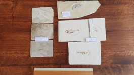 fossile Fische und 1 fossiler Krebs