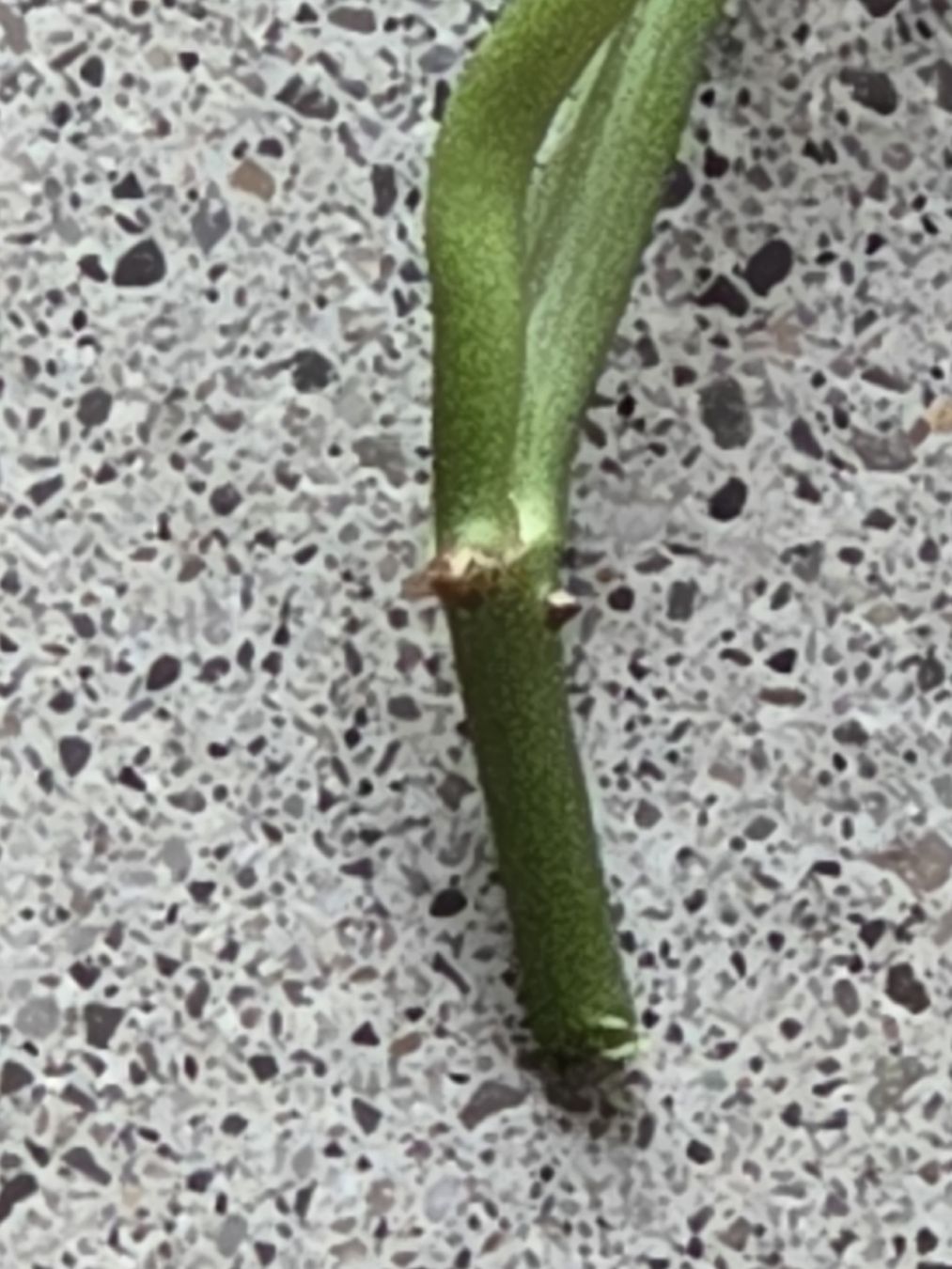 Pflanzen & Samen: Monstera Adansonii Steckling – Gebraucht aus Frauenfeld von Schenken-mit-Herz 1