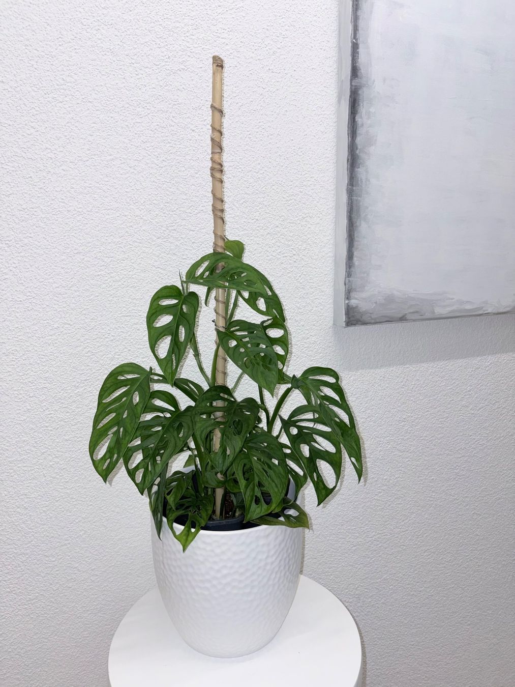 Pflanzen & Samen: Monstera 'Monkey Leaf Monstera adansonii 60 cm – Gebraucht aus Kilchberg ZH von malibubeach 1