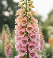 Fingerhut Apricot - Digitalis purpurea - 500 Samen