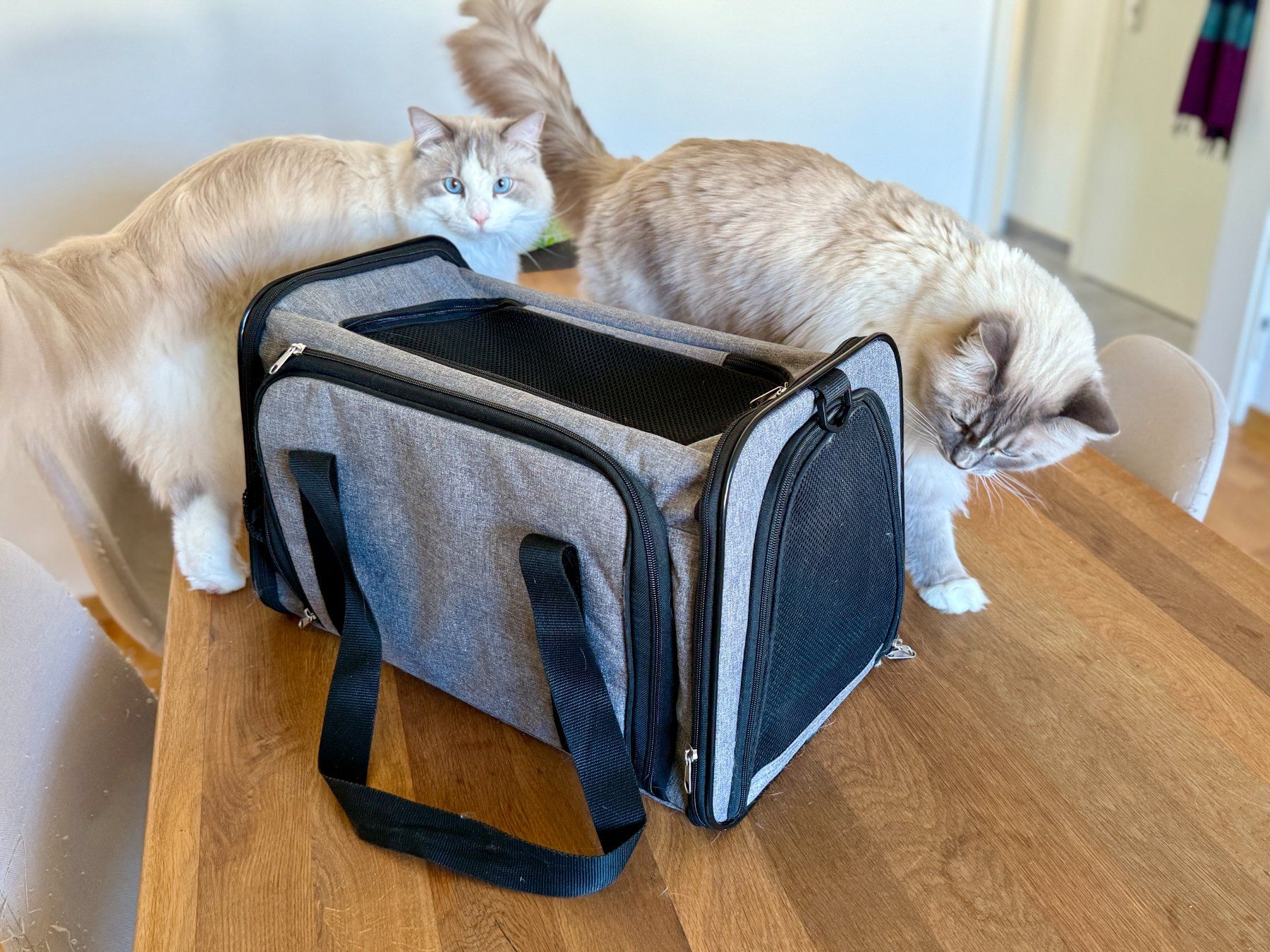 Cucce & Letti: Tragtasche Haustier – Usato da Baden venduto da ele_loli 2