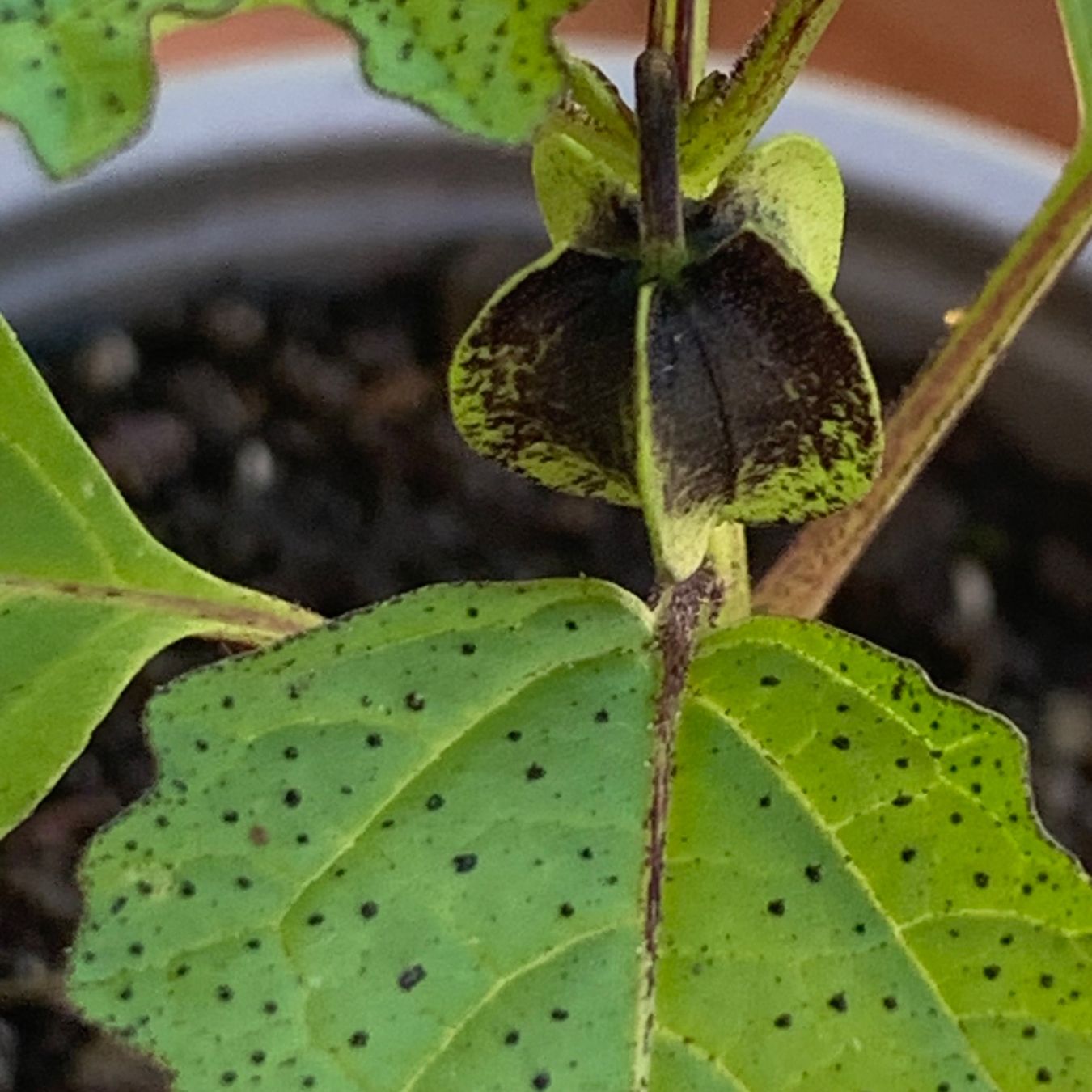 Piante & sementi: GIFTBEERE (Nicandra physalodes) Pflanze – Nuovo (secondo la descrizione) da Hinteregg venduto da ERFOLG78 3