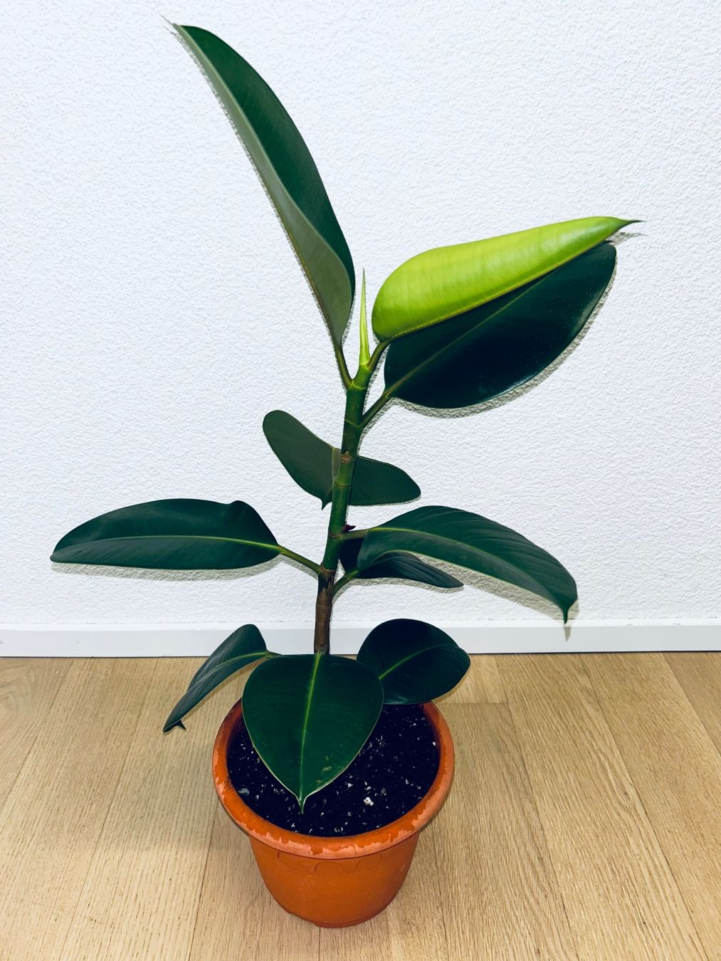 Piante & sementi: FICUS ELASTICA ROBUSTA Pflanze, Gummibaum 70 cm – Usato da Kilchberg ZH venduto da malibubeach 3