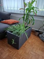 Diverse Pflanen und Töpfe