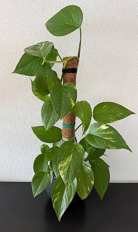 Plantes & graines: Efeutute, schwarzer Kugeltopf, grosse Blätter, 75cm – D'occasion à Aadorf par Arkabraa