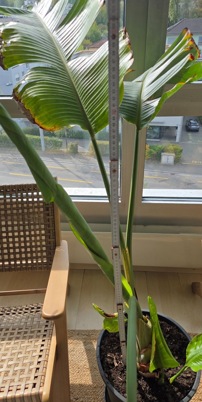 Piante & sementi: Strelitzia nicolai (ca. 90cm) – Usato da Zürich venduto da wile_coyote 2