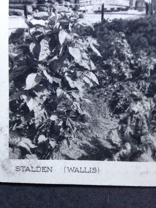Cartoline postali: Stalden (Wallis) – Usato da Termen venduto da rowi13 3