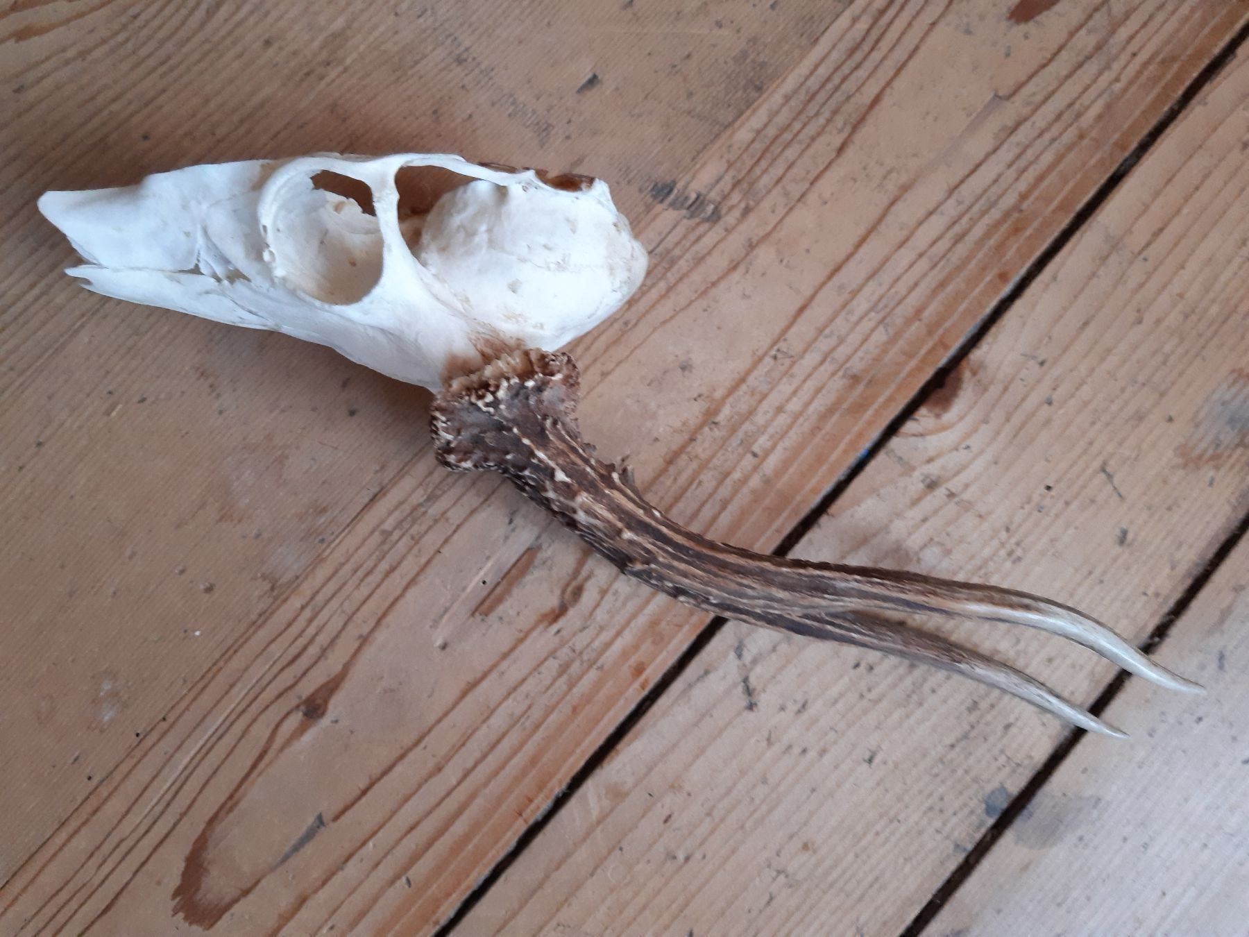 Welt der Tiere: Spezielles Rehgeweih – Gebraucht aus Flawil von Uncristalized 1