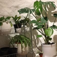Profile image of Babyplants