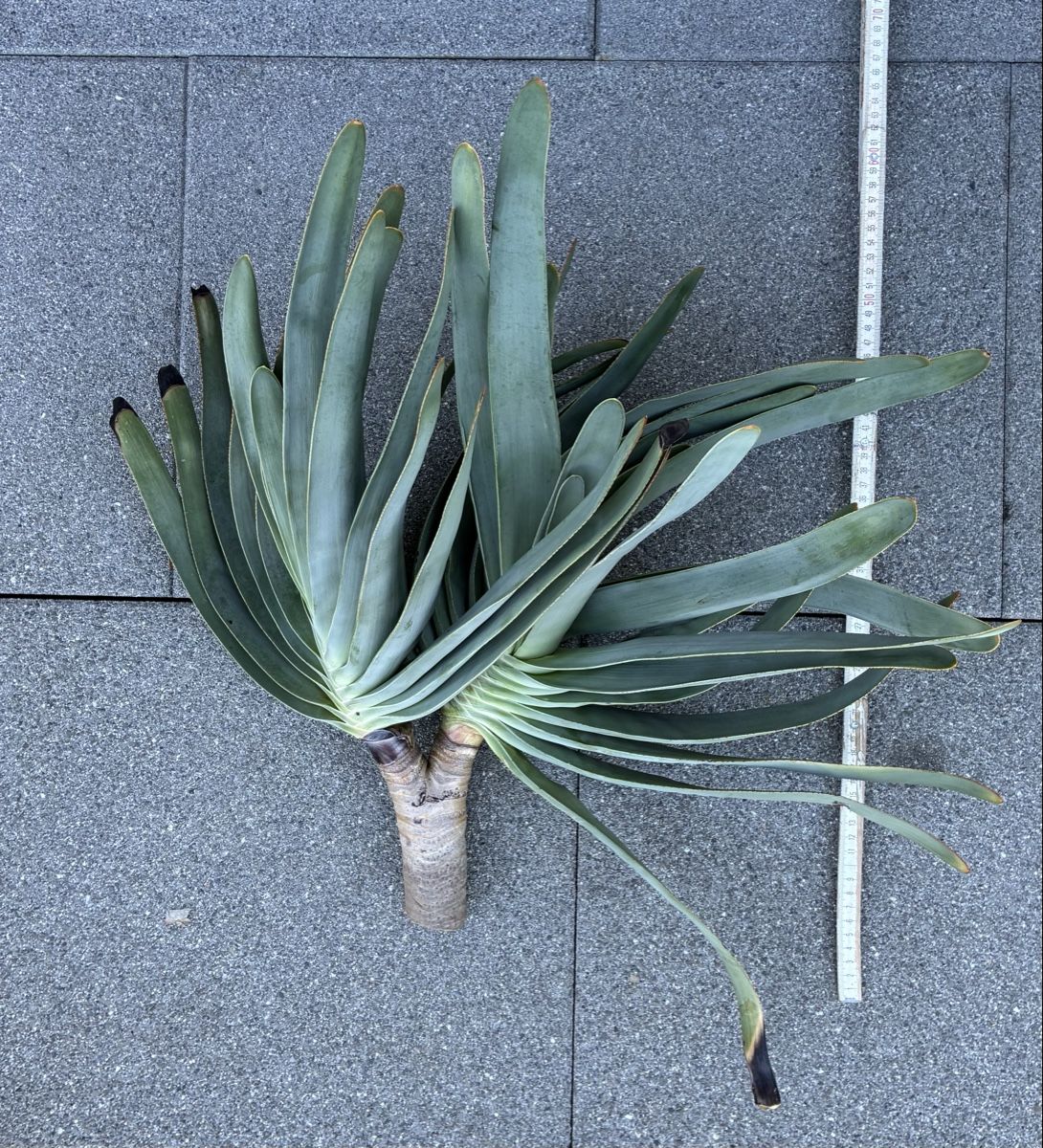 Plantes & graines: Aloe plicatilis – Neuf (Voir description) à Altendorf par Monteiroastrild
