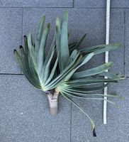 Aloe plicatilis