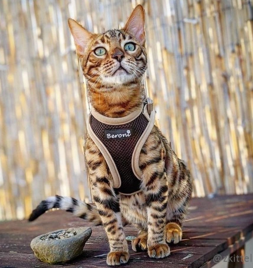 Guinzagli & Collari: Katzengeschirr Beroni Easy Walking 2.0, Grösse M/L – Nuovo (secondo la descrizione) da Felben-Wellhausen venduto da jasminbirchler