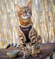 Katzengeschirr Beroni Easy Walking 2.0, Grösse M/L
