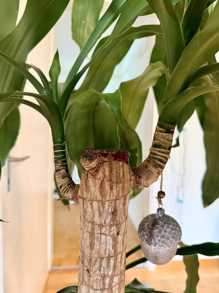 Piante & sementi: Drachenbaum (Dracaena fragrans) – Usato da Kriens venduto da Genschi 5