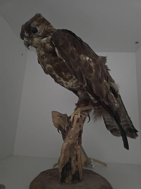 Monde des animaux: Falke  – D'occasion à Langnau i. E. par dod_c7cz 1